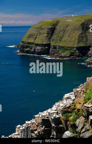 Northern Gannet (Morus bassanus) Rookery, Cape St Mary's Ecological Reserve, Neufundland und Labrador, Kanada Stockfoto