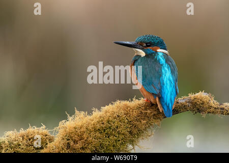 Eisvogel (Alcedo atthis) am Moos bedeckt Zweig gehockt Stockfoto
