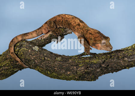 Moosige Greifschwanz Gecko (Mniarogekko chahoua) gegen eine Flechte bedeckt Zweig getarnt Stockfoto