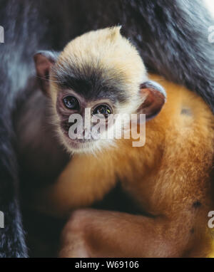 Versilbert baby langur Stockfoto