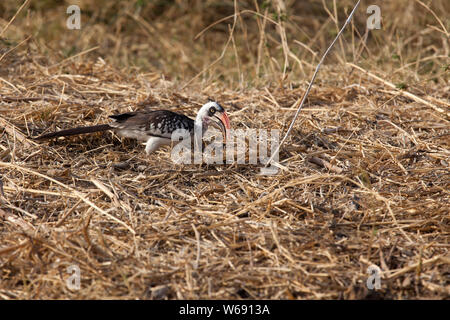 Tanazanian red billed Horn bill Spaziergänge entlang dem Boden, Ruaha Nationalpark, Tansania Stockfoto