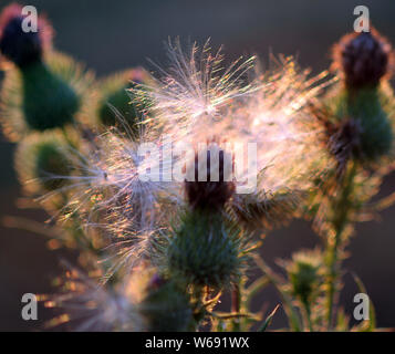 Thistle, Frankreich Stockfoto