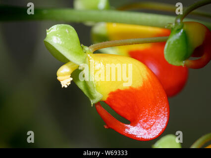 Parrot - Impatiens niamniamensis Stockfoto