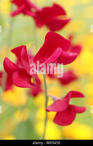 Lathyrus Odoratus "Winston Churchill" gegen Calendula. Red Zuckererbsen und orange Topf Ringelblumen in einem Englischen Garten wachsenden Stockfoto