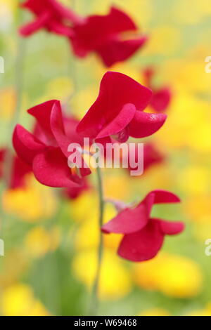 Lathyrus Odoratus "Winston Churchill" gegen Calendula. Red Zuckererbsen und orange Topf Ringelblumen in einem Englischen Garten wachsenden Stockfoto