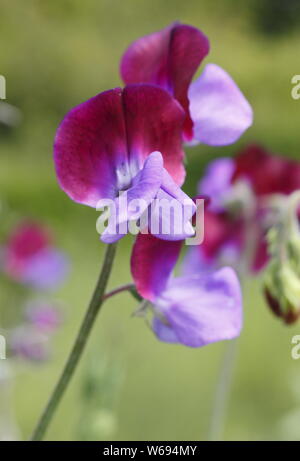 Lathyrus Odoratus "Indigo King' eine altmodische Sweet pea Blüte in einem Cottage Garden - Juli.DE Stockfoto