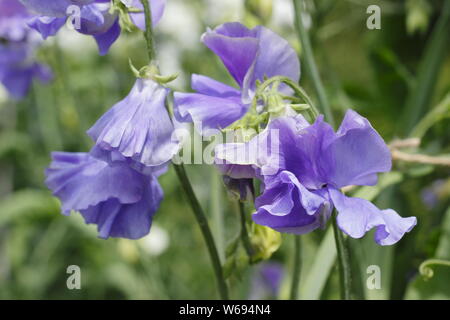 Lathyrus Odoratus 'Big Blue' - Spencer Vielzahl Sweet pea Blüte im Sommer. Großbritannien Stockfoto