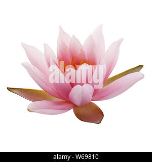Lotus oder Seerose auf weißem Hintergrund Stockfoto