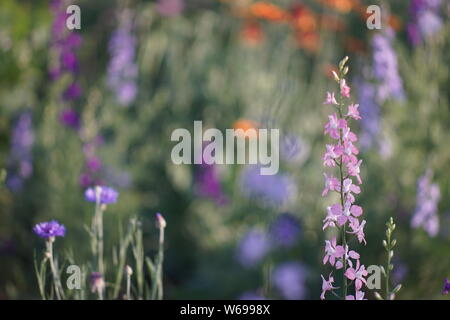 Schöne Blumenwiese mit Rosa und verschiedenen empfindlichen hohen Blumen, Sommer Pflanzen im Feld Stockfoto