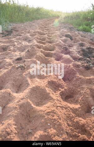 Pferdehuf Drucke an den Strand in Prince Edward Island, Kanada Stockfoto