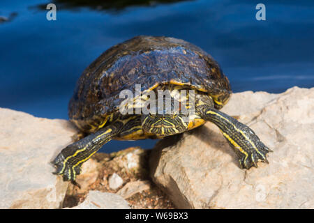 Roter Schiefer Terrapin-Schildkröte (Trachemys scripta elegans), die aus Teich auf Felsen im Parque Marechal Carmona (Park) Cascais, Portugal klettert. Stockfoto