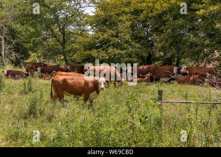 Kühe weiden und ruhen im Schatten unter Bäumen in Weide während einer Hitzewelle im Sommer Stockfoto