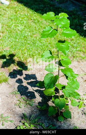 Dünne baum Pflanze mit Blättern sprießen aus dem Boden und warfen Schatten. Stockfoto