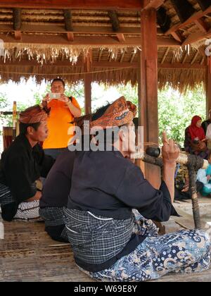 Die genggong Leistung in Sade Villige, Lombok, Indonesien Stockfoto