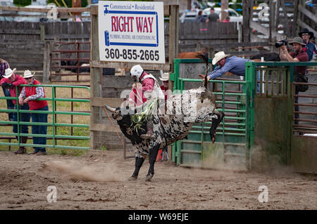 Dieser Stier reiten owboy nimmt an der jährlichen 4. Juli Loggerodeo in Sedro Woolley, Wa. eine der am längsten laufenden. Stockfoto