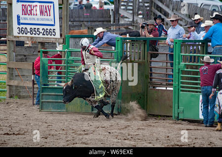 SEDRO WOOLLEY, WA/USA - Juli 4, 2019: Dieser cowboy nimmt an einem bullenreiten Event an der jährlichen 4. Juli Rodeo in Sedro Woolley, Wa. Stockfoto