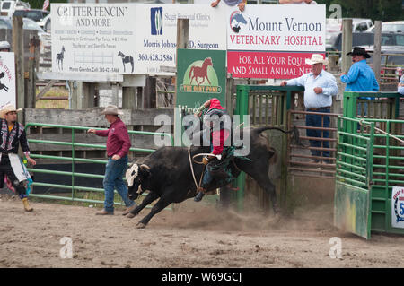 Dieser cowboy konkurriert, ein Stier an der jährlichen 4. Juli Loggerodeo in Sedro Woolley, Wa. Einer der ältesten Rodeos des Staates. Stockfoto