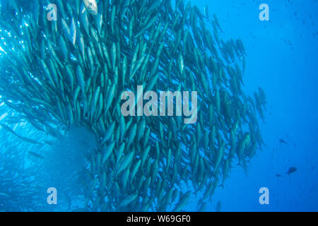 Die dichte Köderkugel des Großaugenfiebers (Caranx sexfasciatus) bildet unter Wasser auf der Insel Balicasag, Bohol, Philippinen eine Verteidigungsformation. Stockfoto
