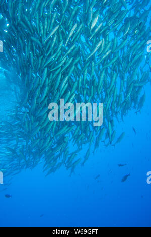 Die dichte Köderkugel des Großaugenfiebers (Caranx sexfasciatus) bildet unter Wasser auf der Insel Balicasag, Bohol, Philippinen eine Verteidigungsformation. Stockfoto