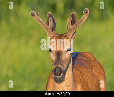 Nahaufnahme von Young Buck whitetail Deer mit samt Geweih an einem sonnigen Sommermorgen Stockfoto
