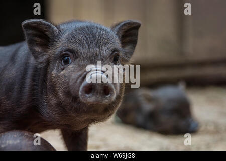 Schwarz Mini Schwein der Vietnamesischen brüten auf Sty. Stockfoto