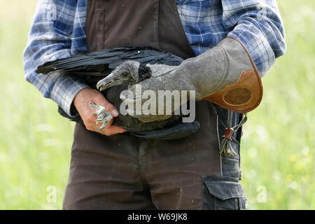 Falconer Mursa mit Mönchsgeier Stockfoto