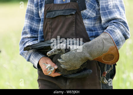 Falconer Mursa mit Mönchsgeier Stockfoto