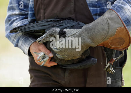 Falconer Mursa mit Mönchsgeier Stockfoto