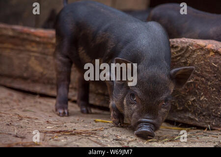 Little Baby schwarze Schwein im Stall auf dem Bauernhof. Stockfoto