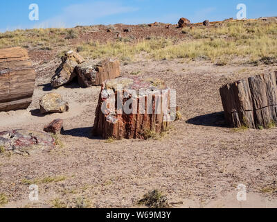 Versteinertes Holz in Jasper Forest. Petrified Forest National Park auf der Route 66 in Arizona Stockfoto