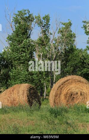 Runde Heuballen auf einem Feld mit grüner Baum in Kansas. Stockfoto