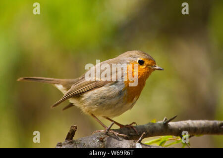 Rotkehlchen (Erithacus Rubecula) Stockfoto