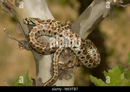 Leopard Snake (Zamenis situla) Stockfoto