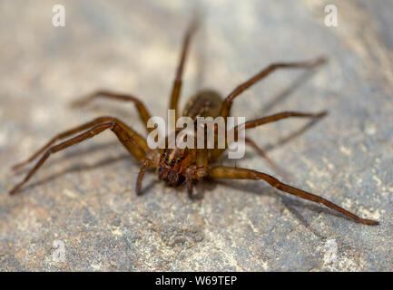 Makrofotografie eines braunen Fischen Spinne auf einem Felsen an der Vorlage Land der Anden der zentralen Kolumbien erfasst. Stockfoto