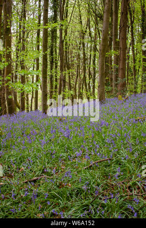 SOUTH WALES TIERE UND LANDSCHAFTEN Stockfoto