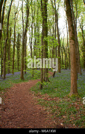 SOUTH WALES TIERE UND LANDSCHAFTEN Stockfoto