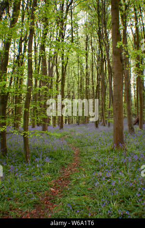 SOUTH WALES TIERE UND LANDSCHAFTEN Stockfoto