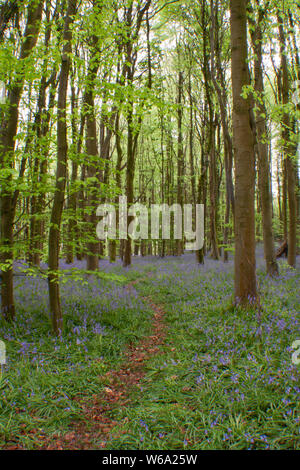 SOUTH WALES TIERE UND LANDSCHAFTEN Stockfoto