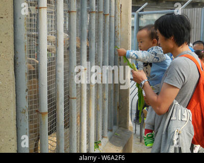 ---- Ein junger chinesischer Vater sein Kind trägt, wie sie ein Tier an der Beijing Zoo in Peking, China, 18. Oktober 2015. Junge chinesische Eltern ein Stockfoto