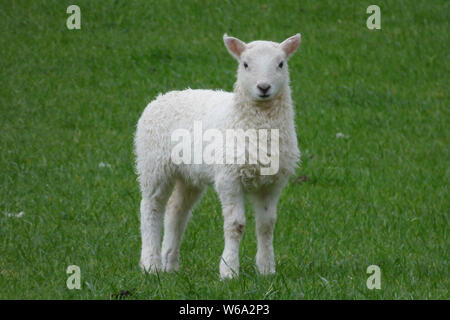 SOUTH WALES TIERE UND LANDSCHAFTEN Stockfoto