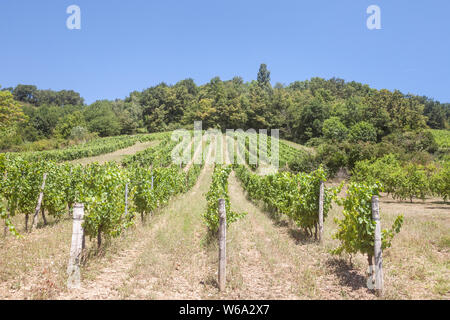 Weinberg aus Reihen der Traube Bäume produzieren Chardonnay, auf einem Hügel, der an einem sonnigen Nachmittag, in der Stadt von Saint Savin getroffen, in Frankreich, in Isère, Stockfoto