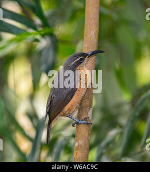 Vertikale Porträt einer Frau Victoria's Riflebird (Ptiloris victoriae) auf einer Stange in der tropische Regenwald, Atherton Tablelands, weit im Norden Queensla Stockfoto