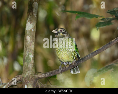 Vorderansicht eines beschmutzt Catbird (Ailuroedus melanotis), auf einer Stange in der tropische Regenwald, Atherton Tablelands, Far North Queensland, FNQ, QLD, Au Stockfoto