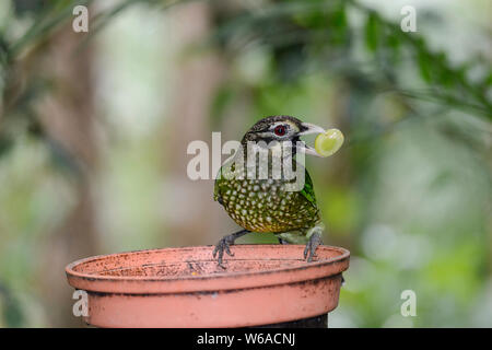 Gefleckte Catbird (Ailuroedus melanotis) mit Nahrung im Schnabel zu einem Bird Feeder, Atherton Tablelands, Far North Queensland, FNQ, QLD, Australien Stockfoto