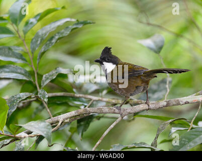 Osteuropa (Whipbird Psophodes Olivaceus) auf einer Stange in den tropischen Regenwald, Atherton Tablelands, Far North Queensland, FNQ, QLD, Australien Stockfoto