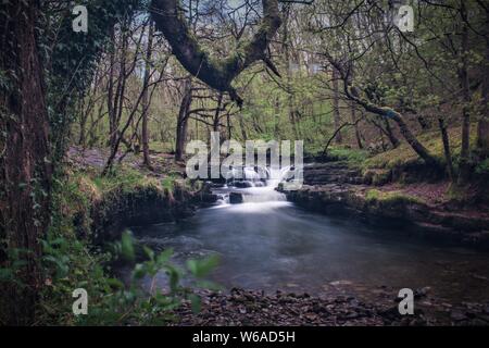 SOUTH WALES TIERE UND LANDSCHAFTEN Stockfoto