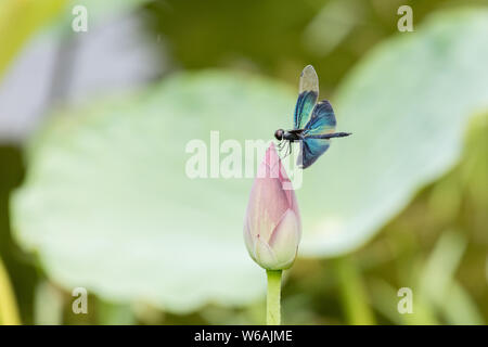Dragonfly Rest auf Lotus Blume, Rhyothemis fuliginosa - zu einem Feuchtgebiet, Peking, China Stockfoto