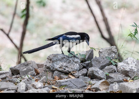 Schwarz-billed Magpie auf einem Baum Niederlassung in Peking, China, Stockfoto