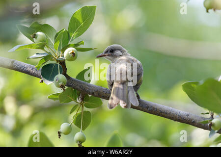 Juvenile chinesischen Bulbul stand auf dem Baum in Peking, China Stockfoto