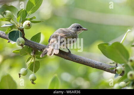 Juvenile chinesischen Bulbul stand auf dem Baum in Peking, China Stockfoto